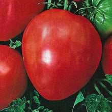 Japanese Oxheart Heirloom Tomato Seeds for home growers seeking a reliable harvest