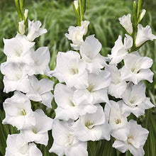 Gladiolus Perennial Flower for Planting White Garden Seeds for seasonal color across the White Garden