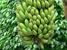 Darjeeling Banana Seeds (Musa acuminata) for growers filling out the tropical gardens and edible landscapes