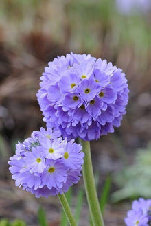 Primula Seeds (Primula spp.) for seasonal color across the Flower Garden Border