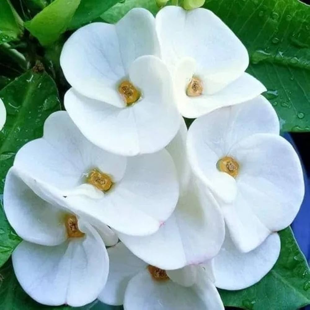 White Euphorbia flower seeds