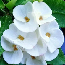 White Euphorbia flower seeds