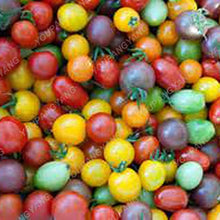 Mixed Color Bonsai Tomato Seeds prized among growers for easy Growing