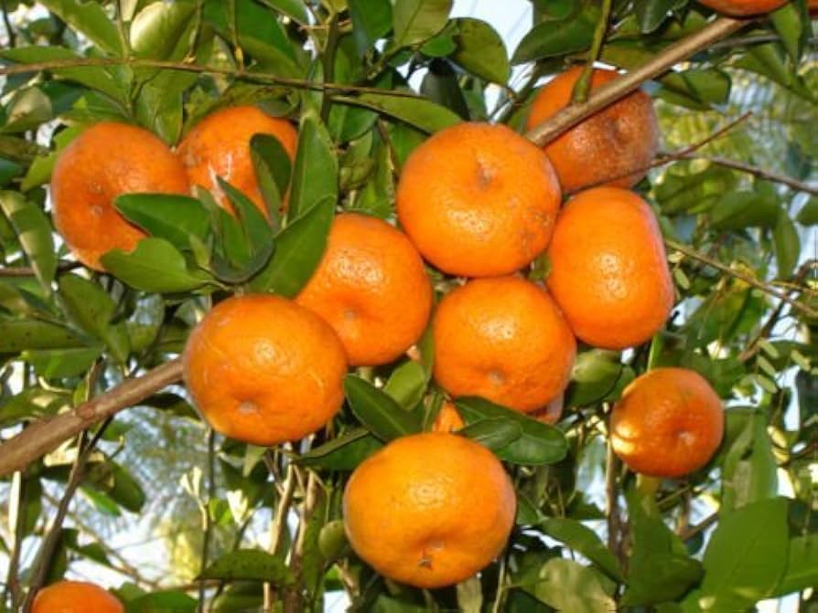 Tangerine Mandarin citrus tree seeds