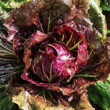 Radicchio Palla Rosa Seeds for growers seeking a long-blooming display