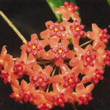 Mixed Hoya Seeds (Hoya spp.) grown for indoor Hanging Basket