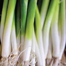Bundles Onion Ishikura Seeds (Allium fistulosum) for productive rows in the Vegetable Patch