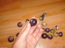Milpero Lila Tomatillo for planting in vegetable patch