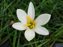 Lily Seeds (Lilium spp.) for growers filling out the Flower Bed & Urban Garden