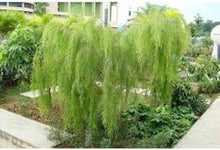 Plant Seeds (Leptospermum brachyandrum) for a bright addition to the Home Garden, Shrubs