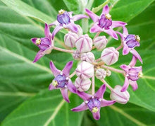 Milkweed flower Asclepias purpurascens purple seeds for planting in pollinator-friendly backyard gardens