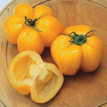 Yellow Giant Stuffer Tomato Seeds (Solanum lycopersicum) for growers stocking the stuffing in garden-grown dishes