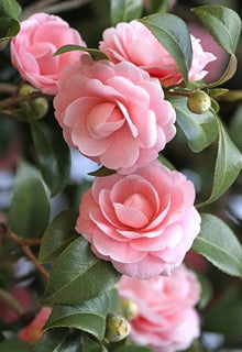 Japanese Camelia Japonica Seeds for growers seeking a long-blooming display