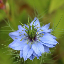 Love In A Mist 'Virgin in the Green' Seeds for growers seeking a long-blooming display