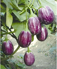 Rare Melon Eggplant Seeds for growers stocking a kitchen garden