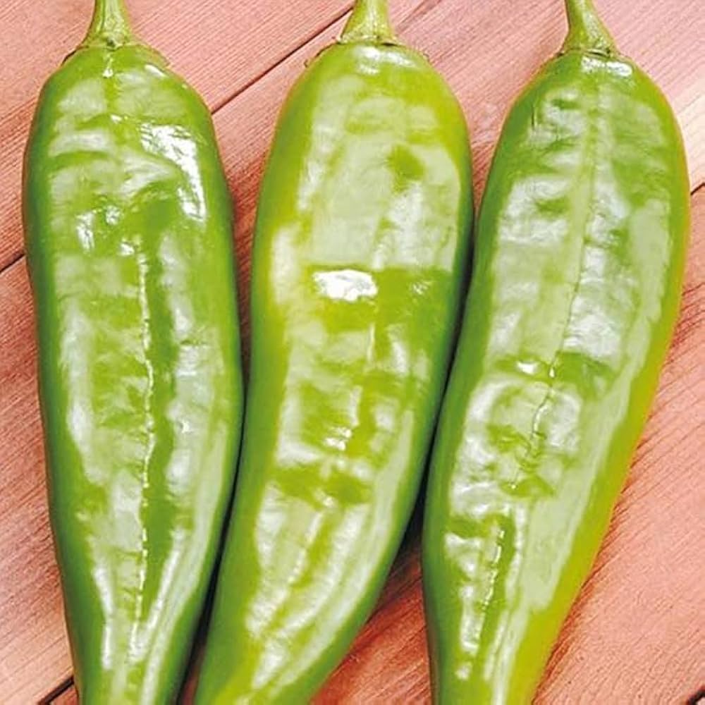 Italian Sweet Pepper Capsicum Annuum seeds for planting in vegetable patch