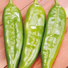 Italian Sweet Pepper Capsicum Annuum seeds for planting in vegetable patch