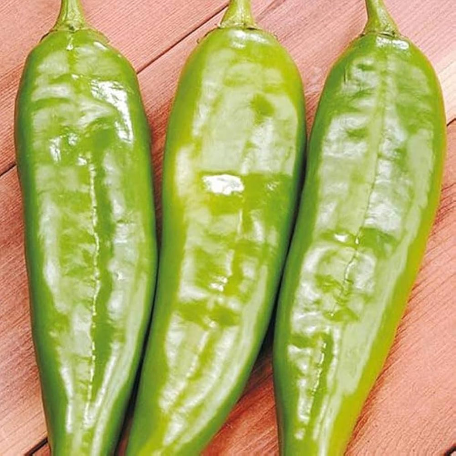 Italian Sweet Pepper Capsicum Annuum seeds for planting in vegetable patch