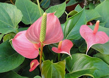 Anthurium Andraeanu Seeds for gardeners building out beds and borders