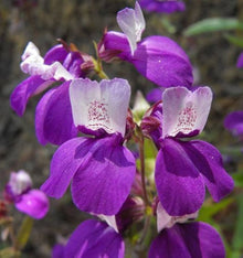 Chinese Houses Seeds (Collinsia heterophylla) for colorful blooms in the Home Garden or Flower Bed