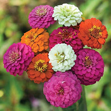 Cactus Zinnia Seeds (Zinnia elegans) for easy-care planting in the Flower Backyard Garden