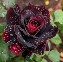 Black Rose (Rosa spp.) for planting in flower garden