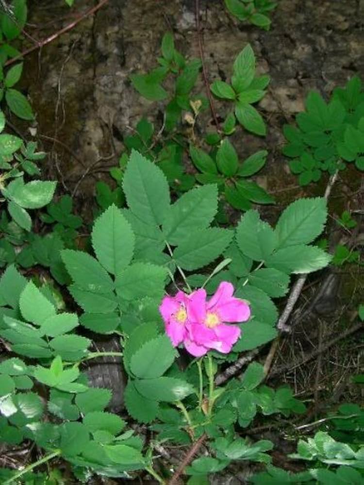 Arkansas Rose Rosa arkansana pink prairie rose flower seeds for backyard gardening - for planting in home garden