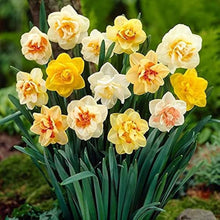 Daffodil Narcissus Pseudonarcissus Double Petal Aquatic Seeds for seasonal color across the Moist Garden Seasonal Blooms