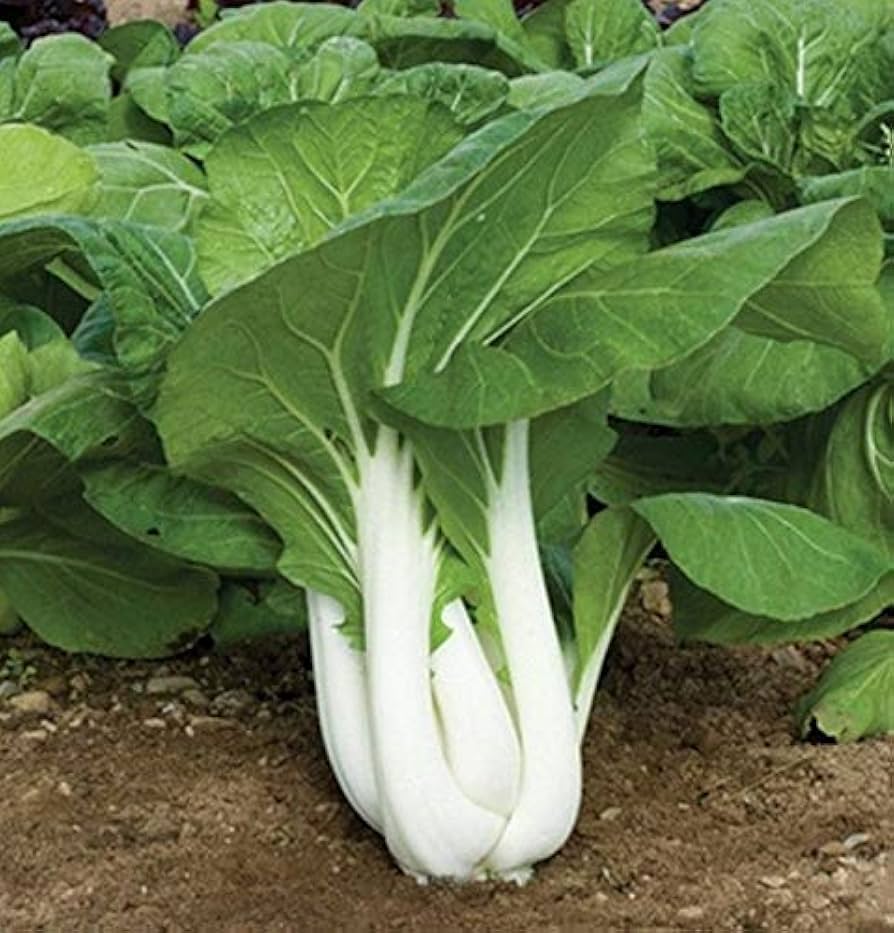 Joi Choi Vegetable Seeds