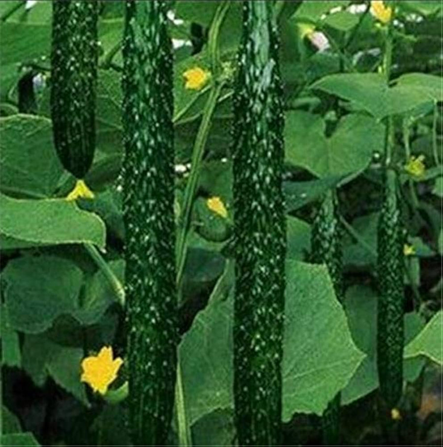 Carolina Cucumber Cucumis anguria for planting in trellis garden