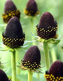 Green Wizard Seeds (Rudbeckia hirta) for a lasting display in the Flower Bed & Home Garden