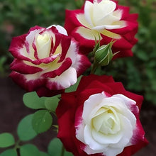 Red and White Rose Seeds (Rosa spp.) for seasonal color across the classic home garden arrangements