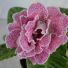 Gloxinia Sinningia Speciosa Seeds for gardeners building out beds and borders