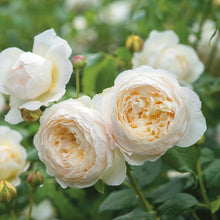 Climbing Rose Seeds for a lasting addition to the landscape