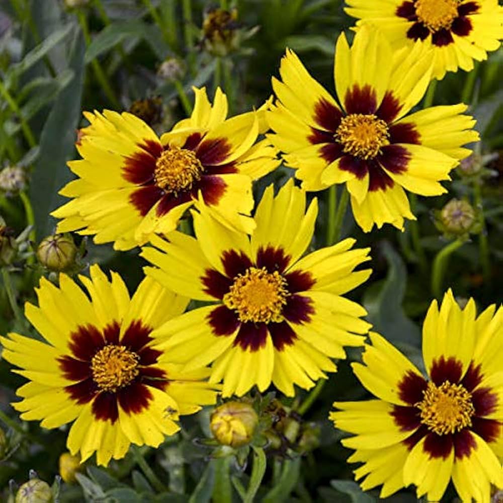 Hoch Coreopsis Native Wildflower Seeds