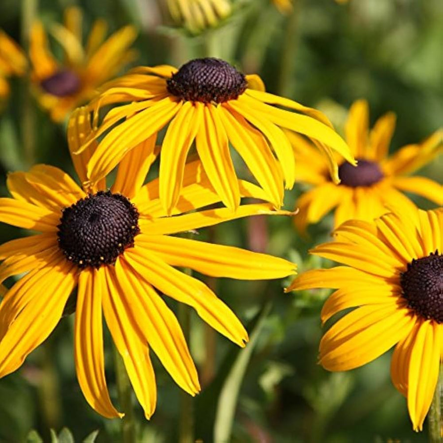 Rudbeckia Hirta Herbst Wildflower Seeds â€“ Golden Blooms for Late Season Color