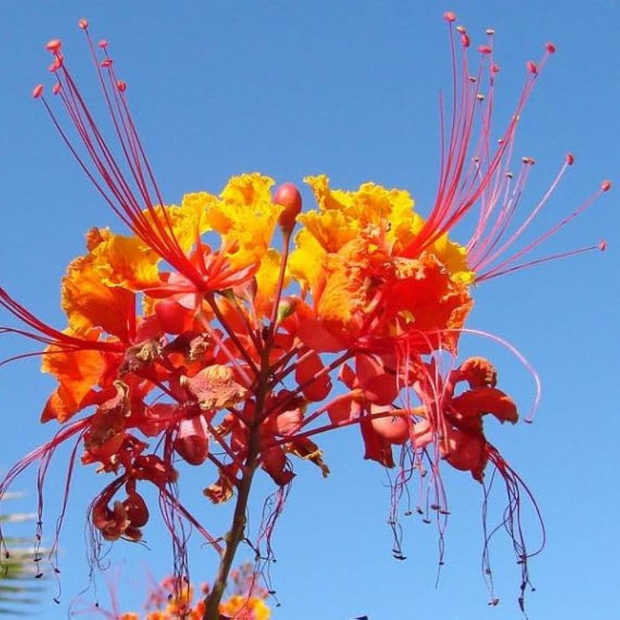 Pride of Barbados  Caesalpinia pulcherrima  colorful flower seed