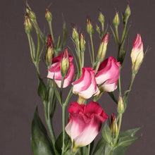 Lisianthus Eustoma Grandiflorum Purple Pink and White Mix Seeds for seasonal color across the Colorful Home Gardens