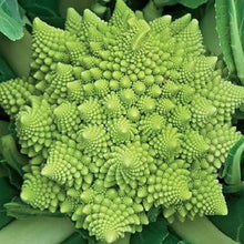 Broccoli Seeds (Brassica oleracea) for productive rows in the Romanesco Kitchen Garden