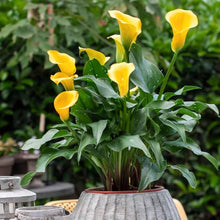 Yellow Calla Lily Zantedeschia for planting in flower bed