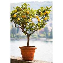 Rainbow Lemon Seeds for growers wanting a homegrown harvest