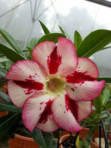 Desert Rose Mix Seeds for growers seeking a long-blooming display