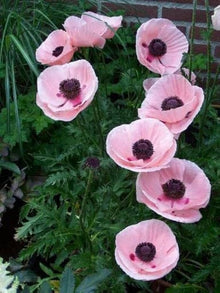 Rosa Farbe Mohnblumenkerne Seeds for a lasting display in the Flower Bed