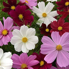 Cosmos Seeds for reliable seasonal color