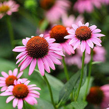 Purple Coneflower Echinacea Purpurea Seeds for a lasting display in the Home Flower Bed