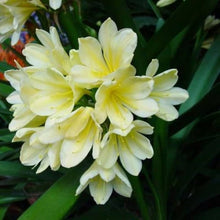 Clivia Seeds for growers filling out the Foliage Plants & Air Purification in Home Gardens