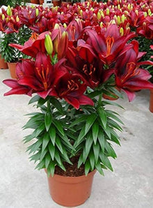 Lily Seeds for seasonal color across the Blue Garden