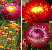 Helichrysum Bikini Mix Seeds for a bright addition to the Bright Annual Flower Gardens
