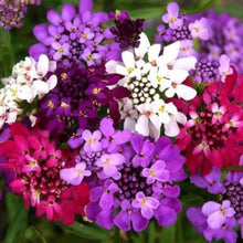 Fairyland Candytuft Seeds (Iberis umbellata) for growers filling out the Flower Bed