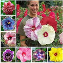 Hibiscus Hibiscus Rosa-Sinensis Mixed Seeds for a bright addition to the Garden Beds, Patio Pots, and Tropical Landscaping
